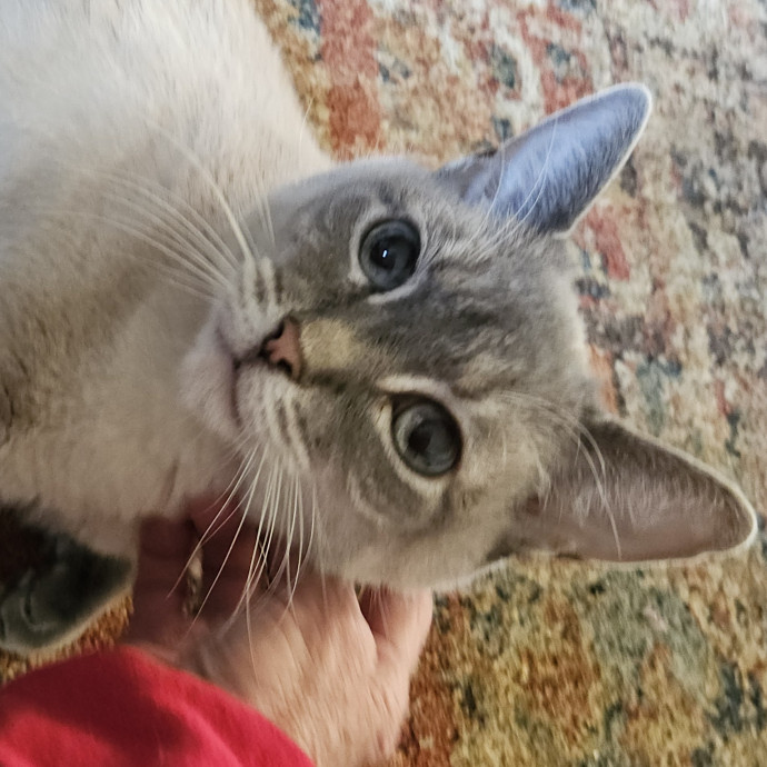 Blue Ribbon Cat Sitter Of Queen City