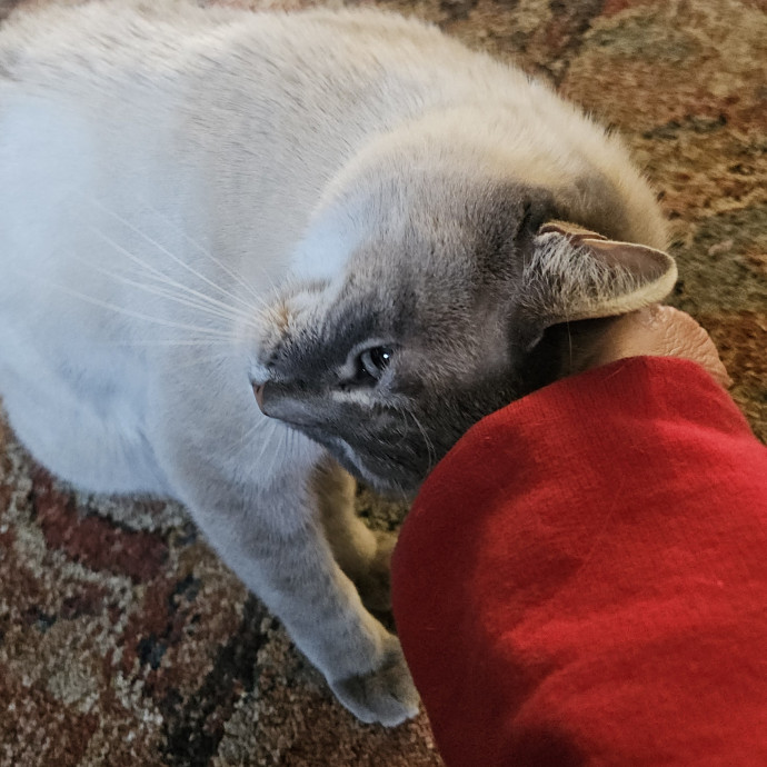 Blue Ribbon Cat Sitter Of Queen City