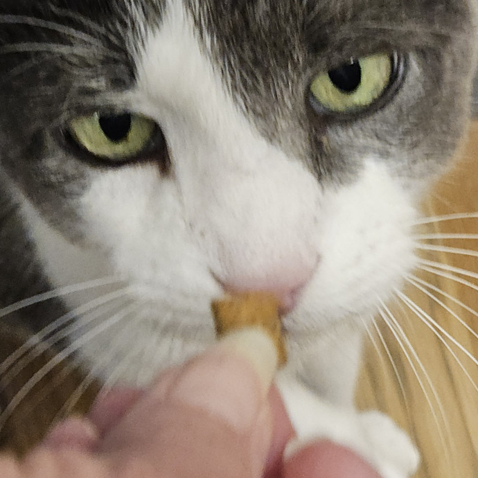 Blue Ribbon Cat Sitter Of Queen City