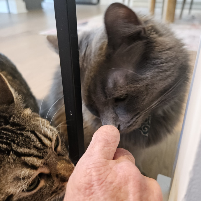 Blue Ribbon Cat Sitter Of Queen City