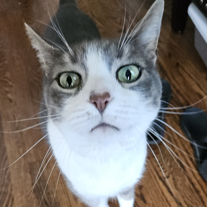 Blue Ribbon Cat Sitter Of Queen City