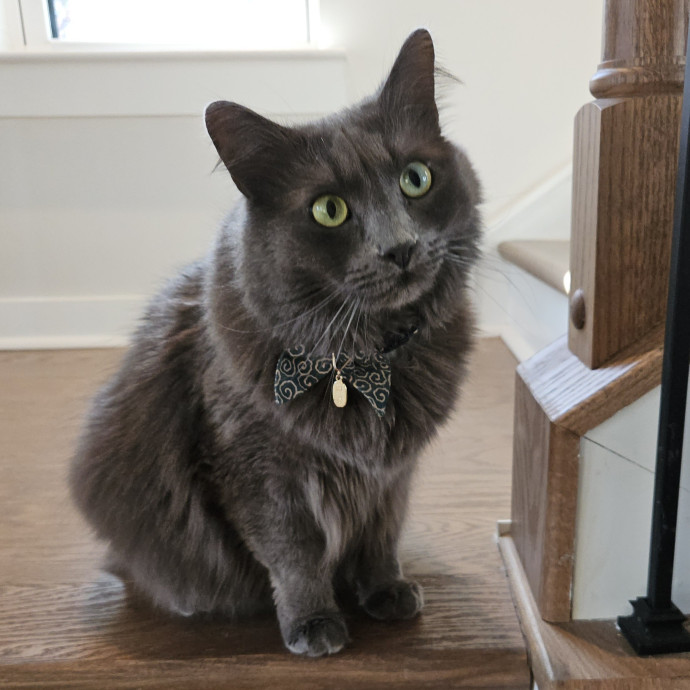 Blue Ribbon Cat Sitter Of Queen City