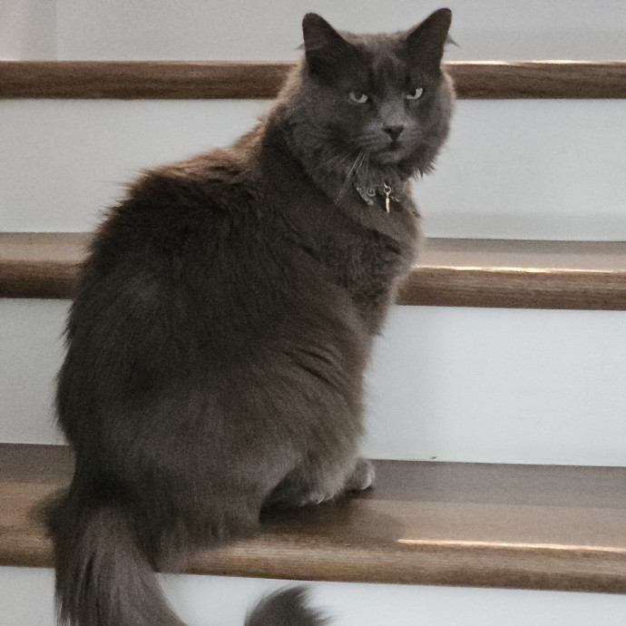 Blue Ribbon Cat Sitter Of Queen City