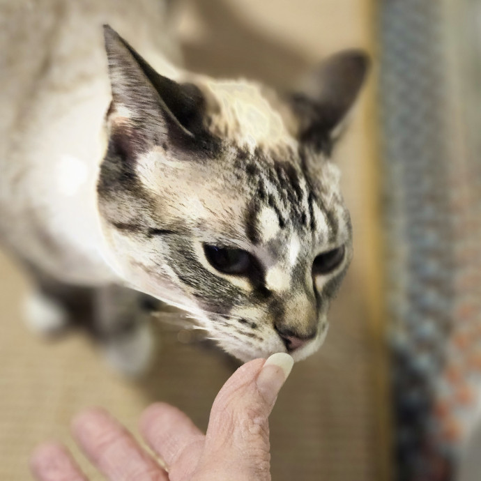 Blue Ribbon Cat Sitter Of Queen City