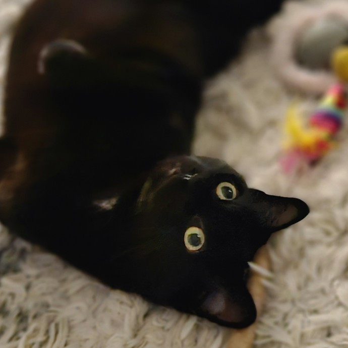 Blue Ribbon Cat Sitter Of Queen City