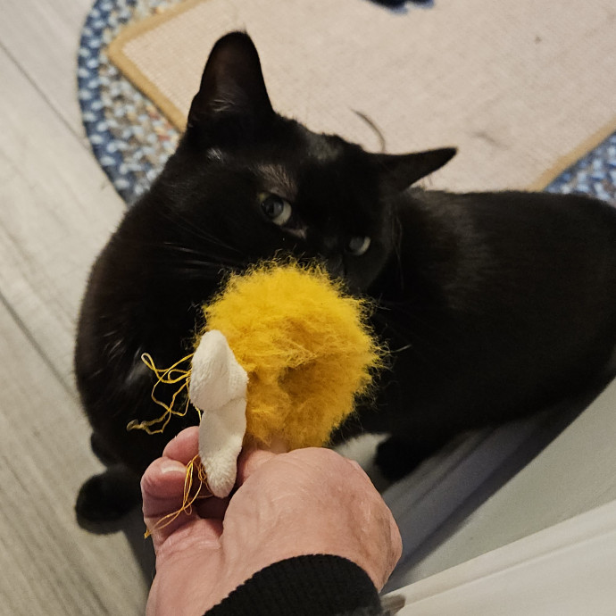 Blue Ribbon Cat Sitter Of Queen City