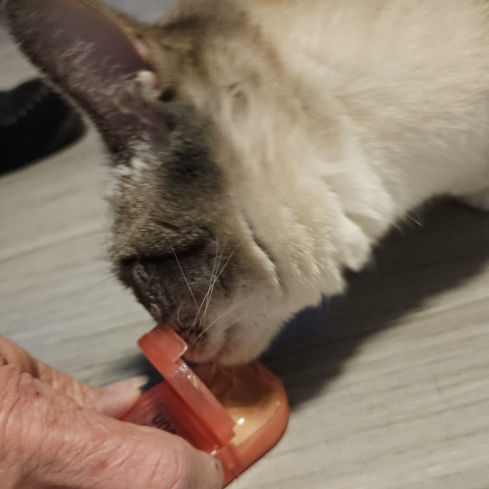 Blue Ribbon Cat Sitter Of Queen City