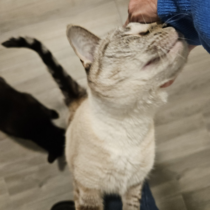 Blue Ribbon Cat Sitter Of Queen City