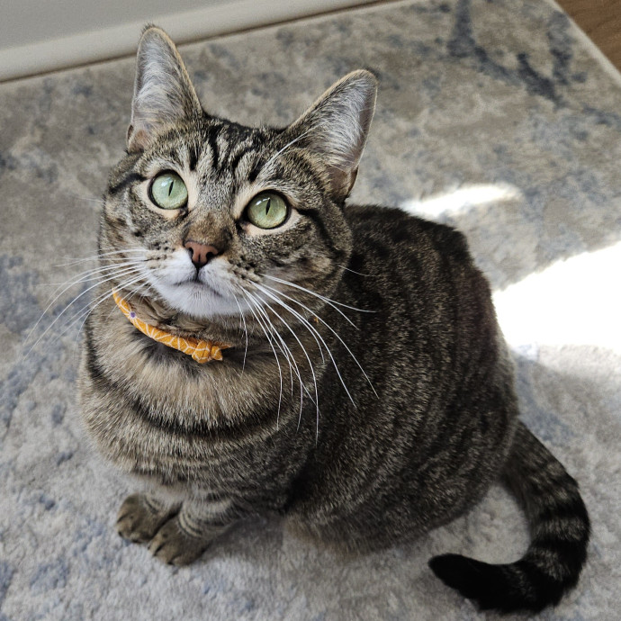 Blue Ribbon Cat Sitter Of Queen City