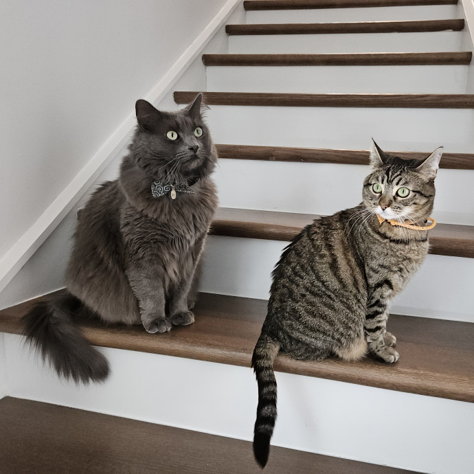 Blue Ribbon Cat Sitter Of Queen City