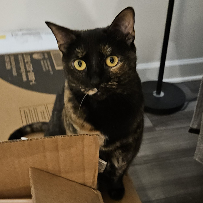 Blue Ribbon Cat Sitter Of Queen City