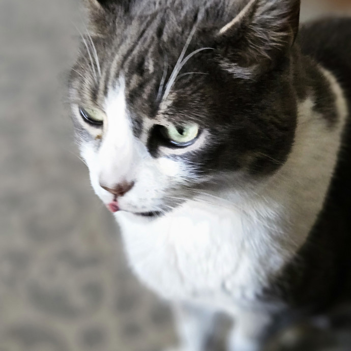 Blue Ribbon Cat Sitter Of Queen City