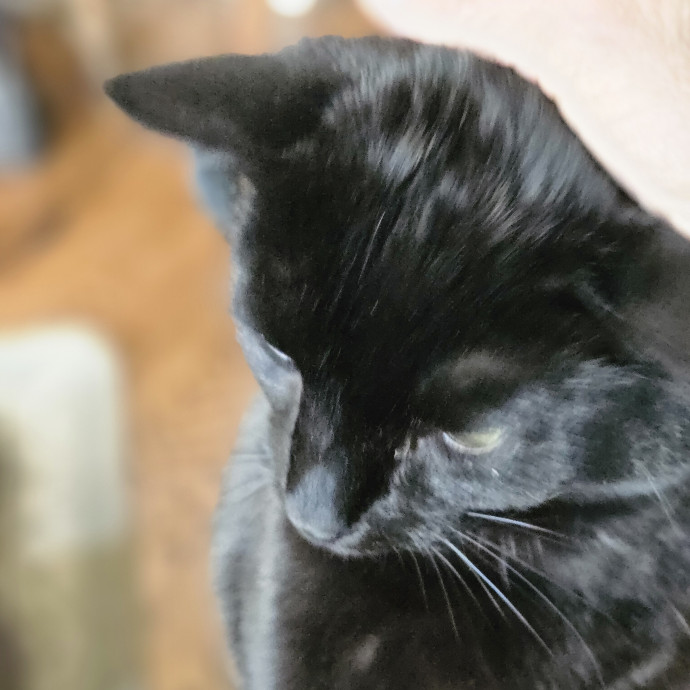 Blue Ribbon Cat Sitter Of Queen City