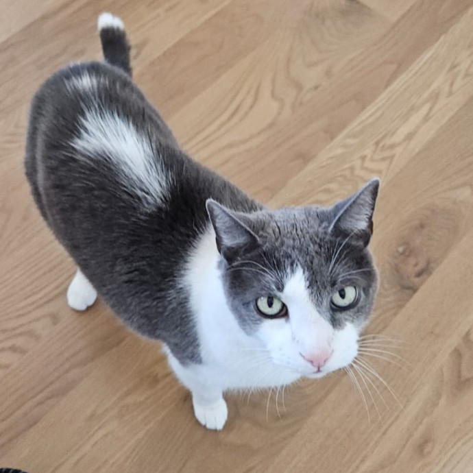 Blue Ribbon Cat Sitter Of Queen City