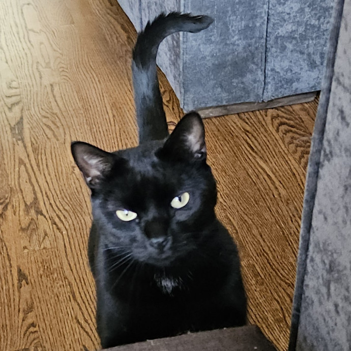 Blue Ribbon Cat Sitter Of Queen City