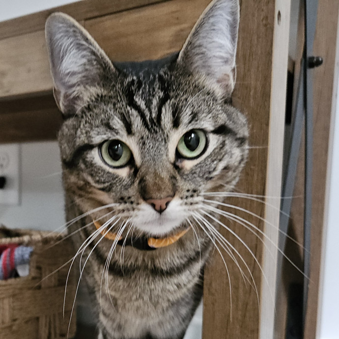 Blue Ribbon Cat Sitter Of Queen City