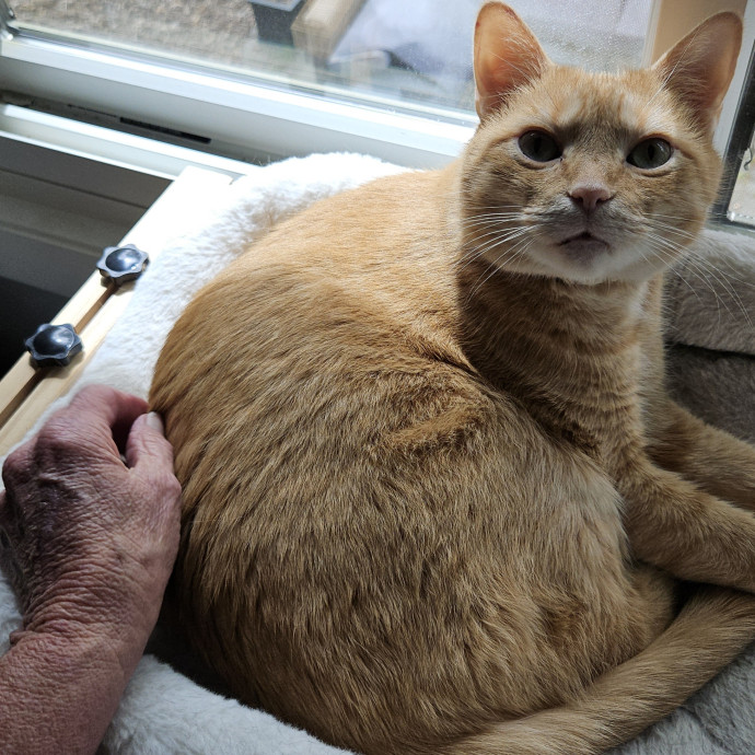 Blue Ribbon Cat Sitter Of Queen City
