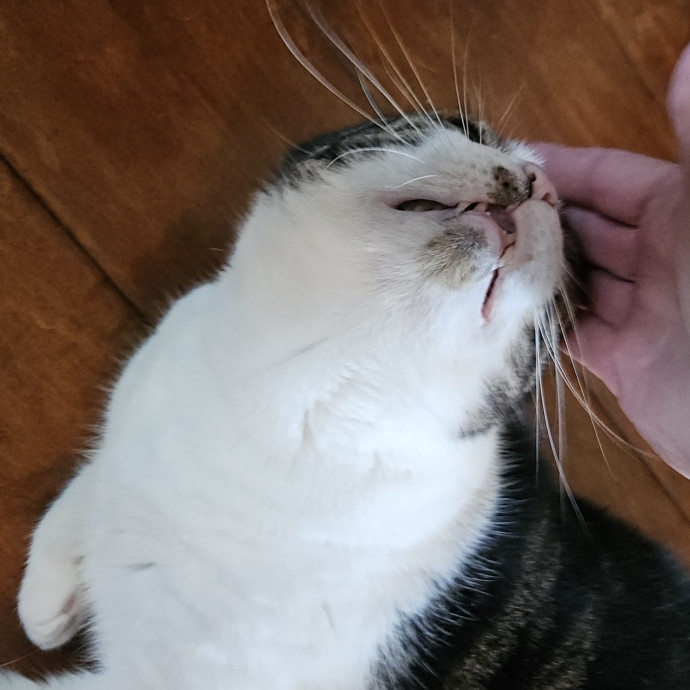 Blue Ribbon Cat Sitter Of Queen City