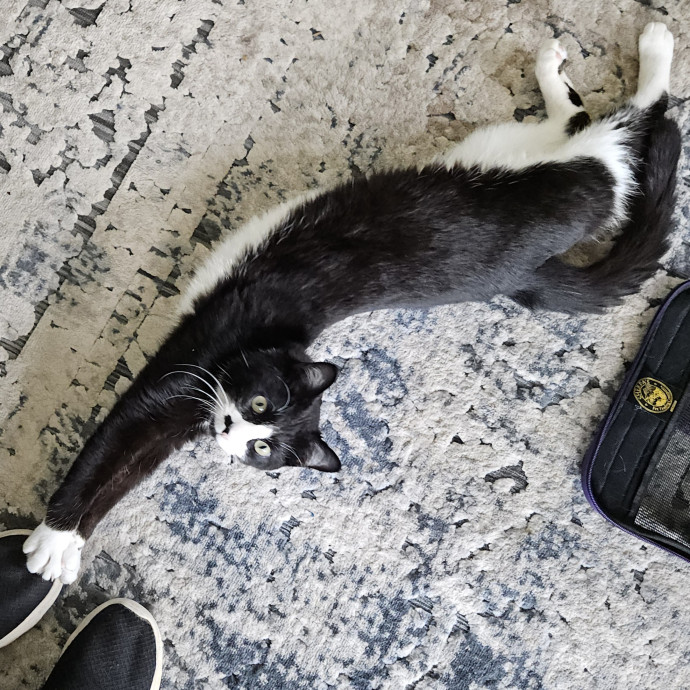 Blue Ribbon Cat Sitter Of Queen City
