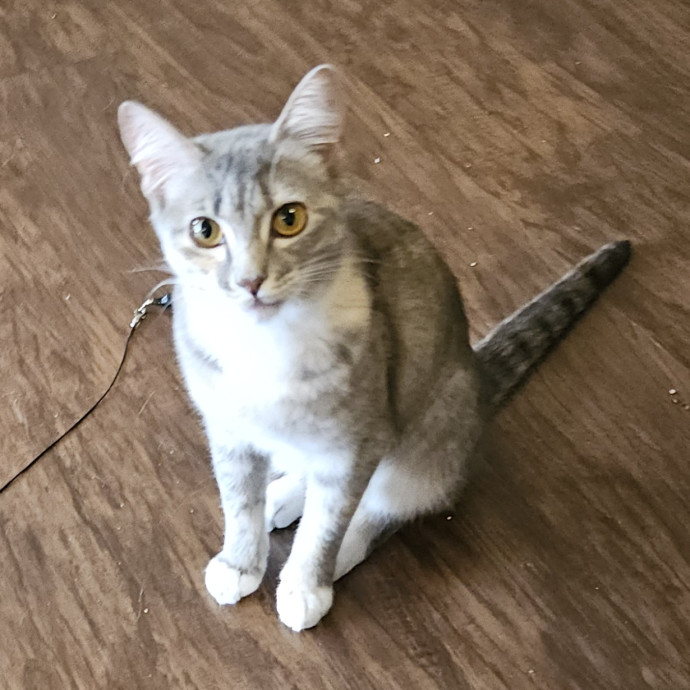 Blue Ribbon Cat Sitter Of Queen City