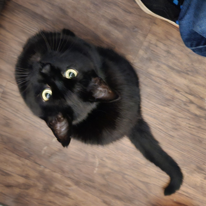 Blue Ribbon Cat Sitter Of Queen City