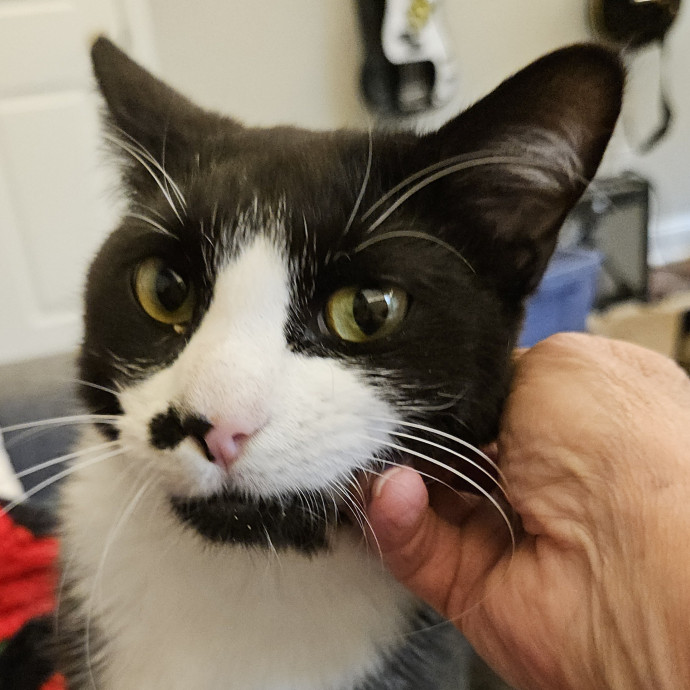Blue Ribbon Cat Sitter Of Queen City