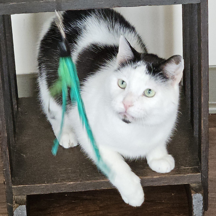 Blue Ribbon Cat Sitter Of Queen City