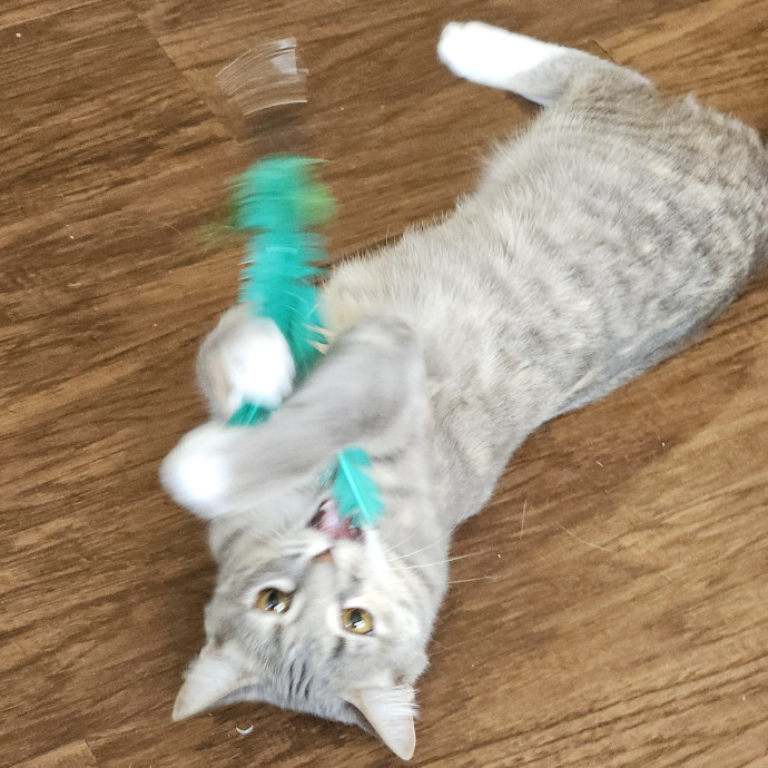Blue Ribbon Cat Sitter Of Queen City