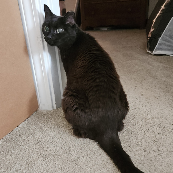 Blue Ribbon Cat Sitter Of Queen City