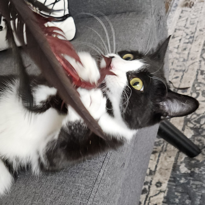Blue Ribbon Cat Sitter Of Queen City