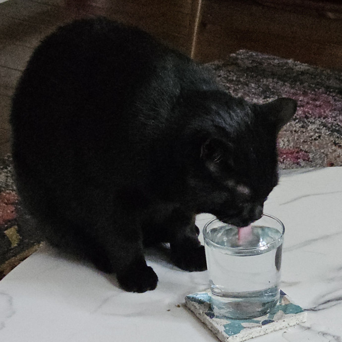 Blue Ribbon Cat Sitter Of Queen City