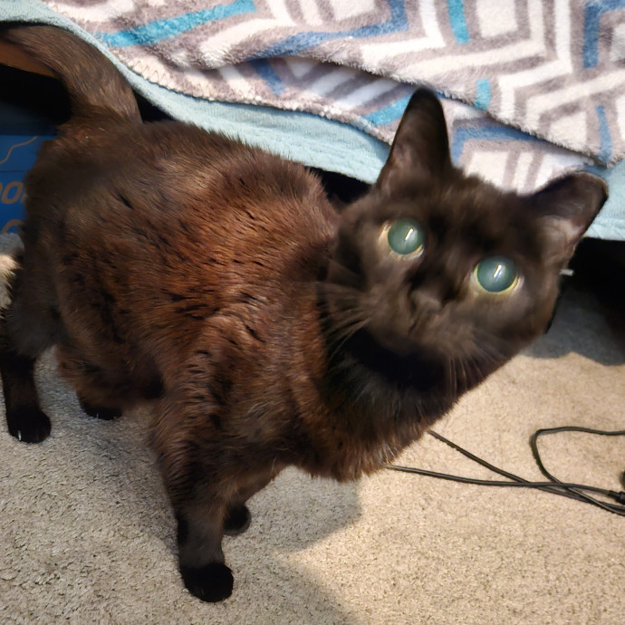 Blue Ribbon Cat Sitter Of Queen City
