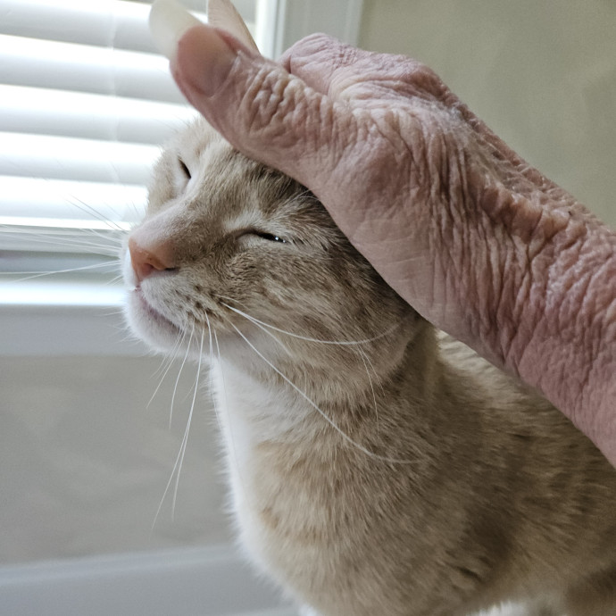Blue Ribbon Cat Sitter Of Queen City
