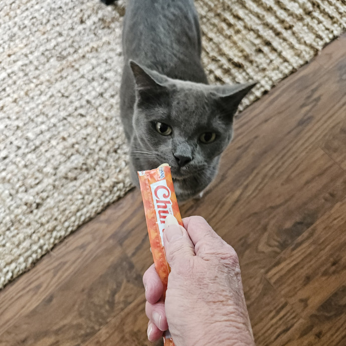 Blue Ribbon Cat Sitter Of Queen City