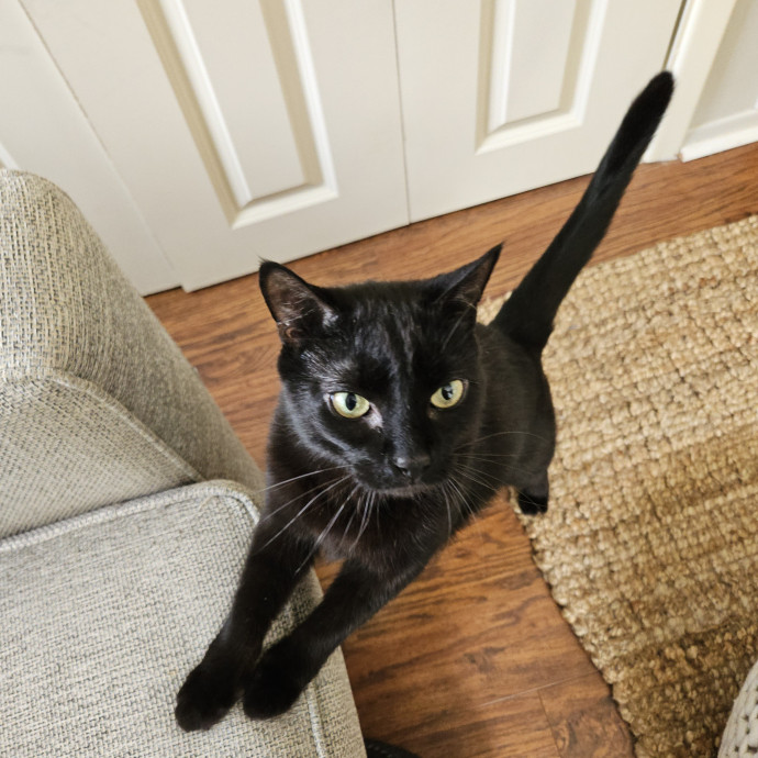 Blue Ribbon Cat Sitter Of Queen City