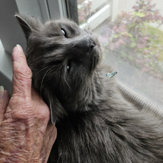 Blue Ribbon Cat Sitter Of Queen City
