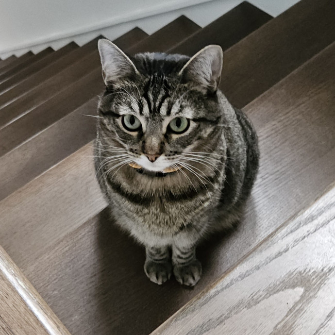 Blue Ribbon Cat Sitter Of Queen City