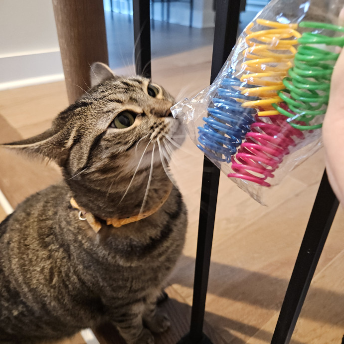 Blue Ribbon Cat Sitter Of Queen City