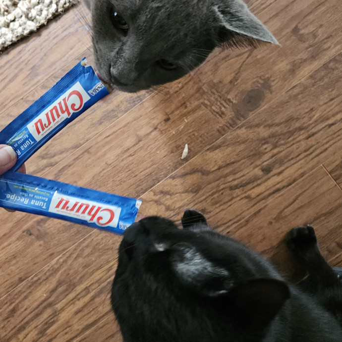 Blue Ribbon Cat Sitter Of Queen City