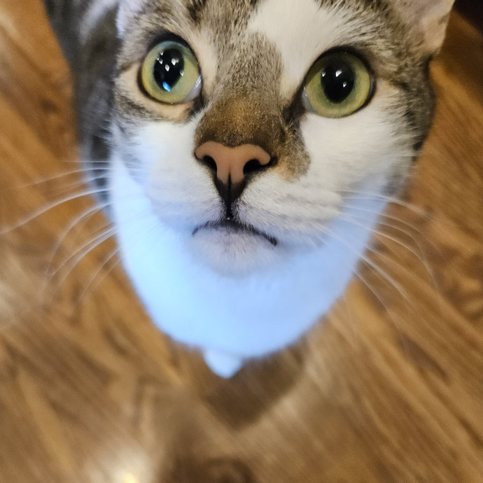 Blue Ribbon Cat Sitter Of Queen City