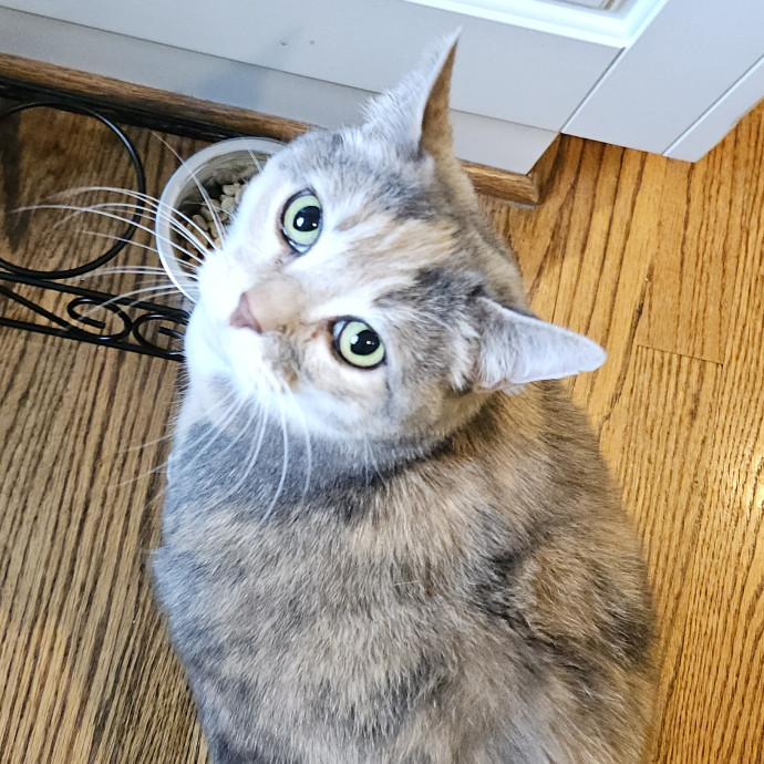 Blue Ribbon Cat Sitter Of Queen City