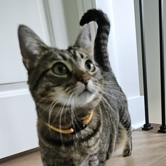 Blue Ribbon Cat Sitter Of Queen City