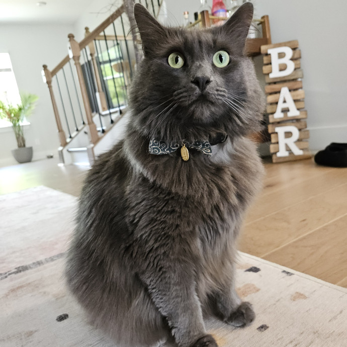 Blue Ribbon Cat Sitter Of Queen City
