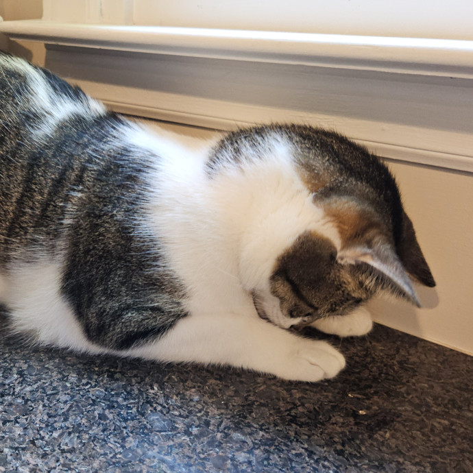Blue Ribbon Cat Sitter Of Queen City