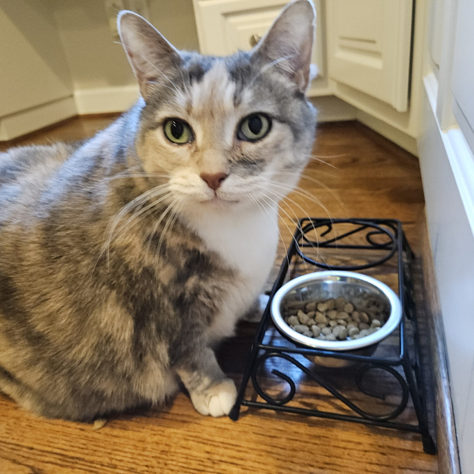 Blue Ribbon Cat Sitter Of Queen City
