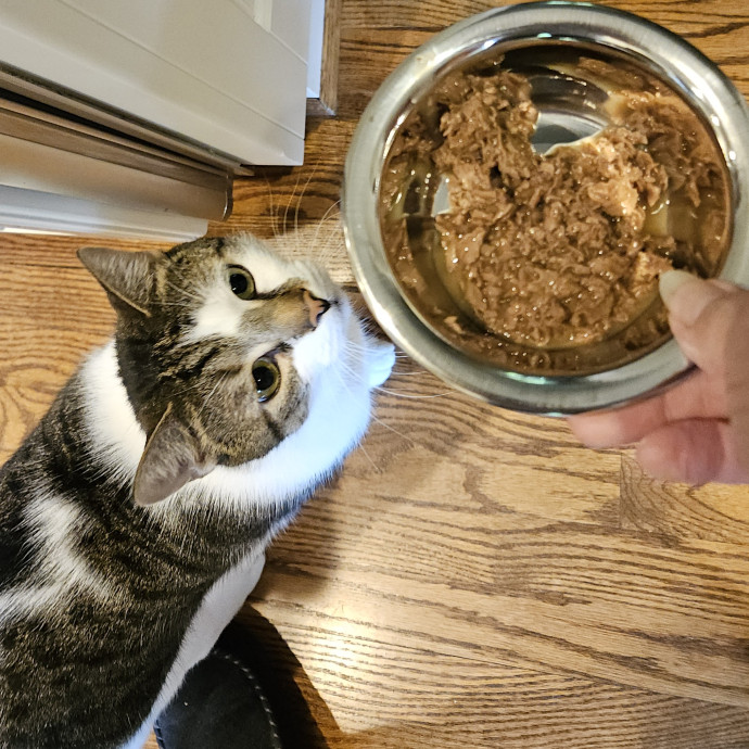 Blue Ribbon Cat Sitter Of Queen City