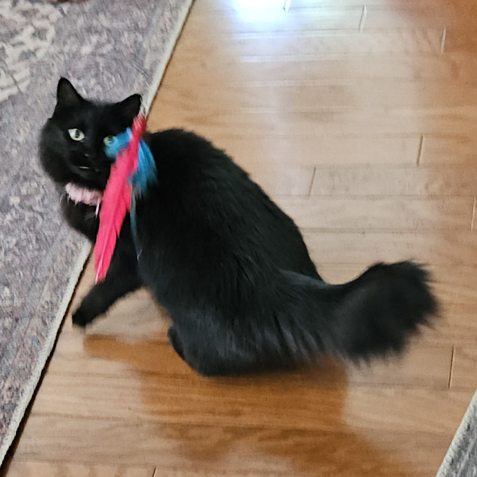 Blue Ribbon Cat Sitter Of Queen City