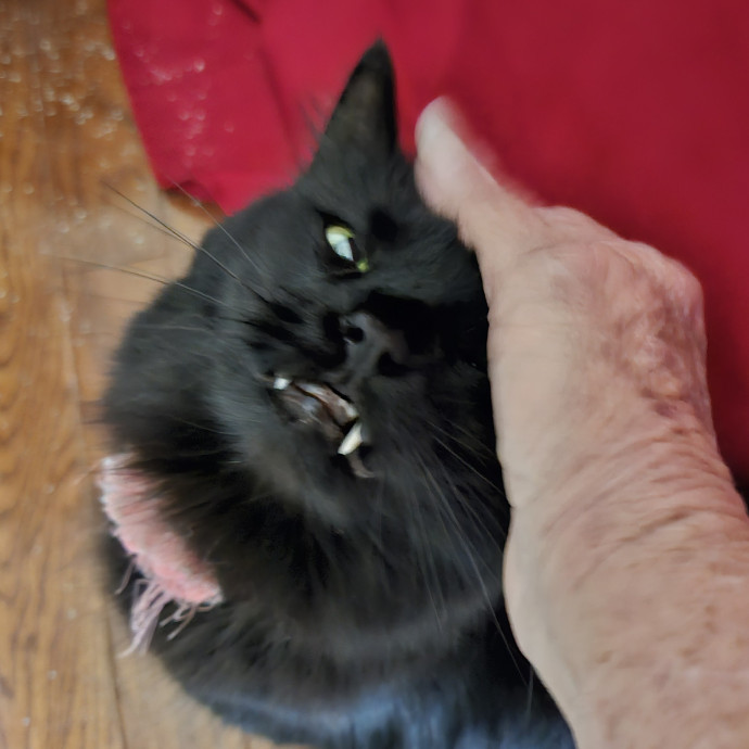 Blue Ribbon Cat Sitter Of Queen City