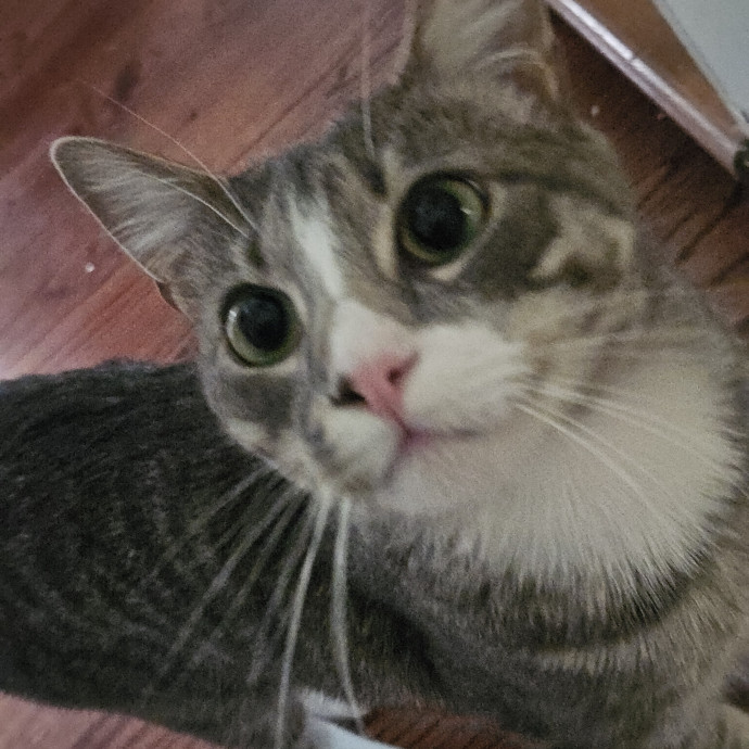 Blue Ribbon Cat Sitter Of Queen City