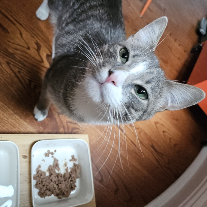 Blue Ribbon Cat Sitter Of Queen City